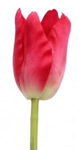 Tulipe