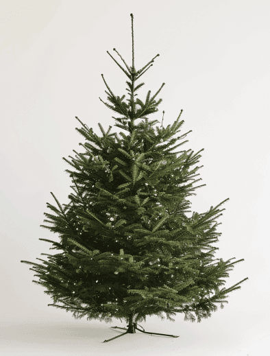 Sapin de Noël naturel
